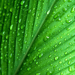 crop protection natural solutions surfactant